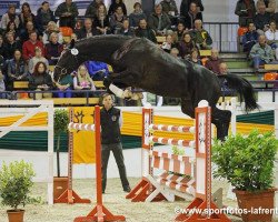 stallion Isle of Man (Trakehner, 2011, from Hirtentanz 2)