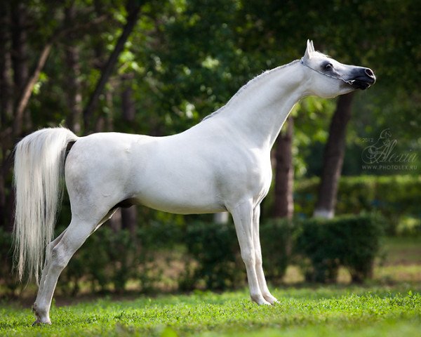 Étalon reproducteur HK Marcello 2005 ox (Pur-sang arabe, 2005, de Marwan Al Shaqab ox)