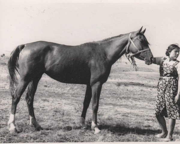 broodmare Klinika 1951 ox (Arabian purebred, 1951, from Korej 1939 ox)