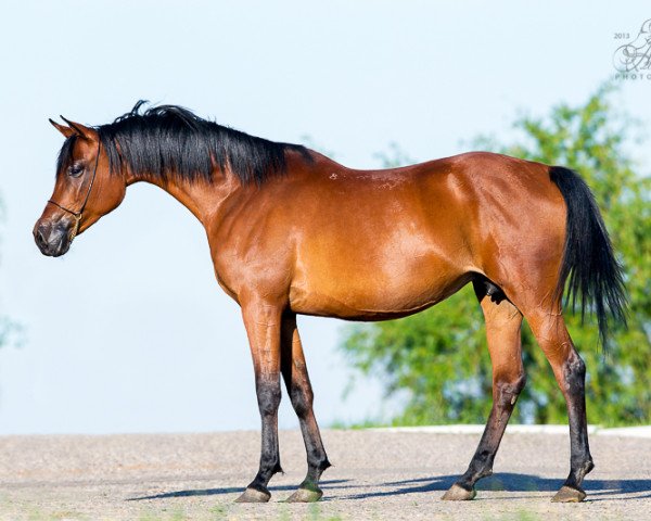 broodmare Bulava 2003 ox (Arabian purebred, 2003, from Anchar 1981 ox) broodmare Bulava 2003 ox (Arabian purebred, 2003, from Anchar 1981 ox)