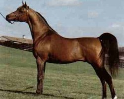 stallion Menes 1977 ox (Arabian purebred, 1977, from Nabeg 1966 ox)