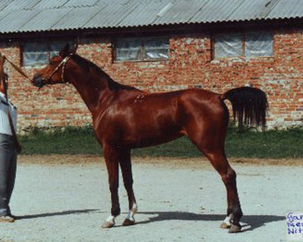 broodmare Gardina ox (Arabian purebred, 1984, from Menes 1977 ox)