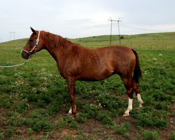 Zuchtstute Valensia ox (Vollblutaraber, 2000, von Nougatin 1994 ox) Zuchtstute Valensia ox (Vollblutaraber, 2000, von Nougatin 1994 ox)