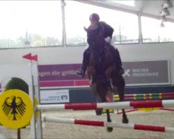 Springpferd Burnout (Zangersheide Reitpferd, 2007)