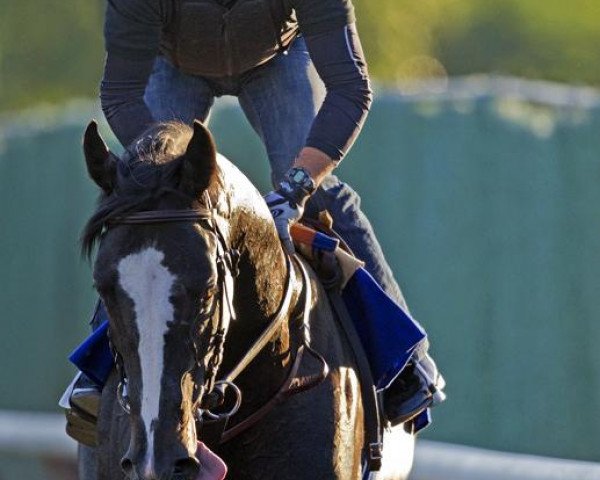 horse Mentor Cane xx (Thoroughbred, 2010, from Mizzen Mast xx)