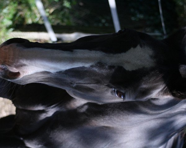 horse Poschiavo (Westphalian, 1994, from Potsdam)