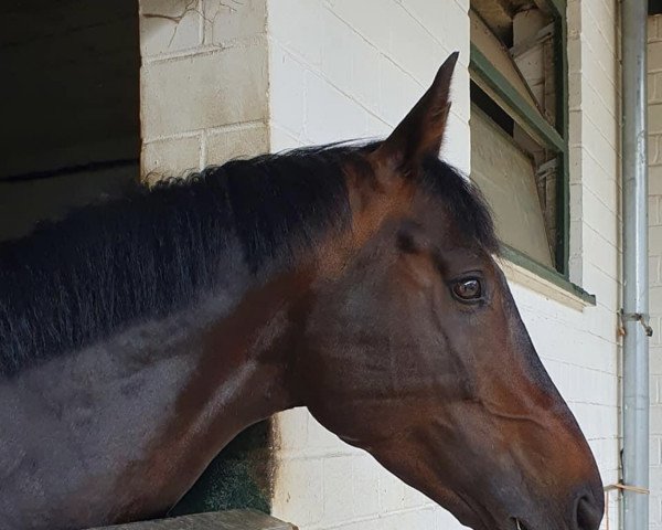 jumper Wonderful Soulmate (Trakehner, 2016, from Ovaro)
