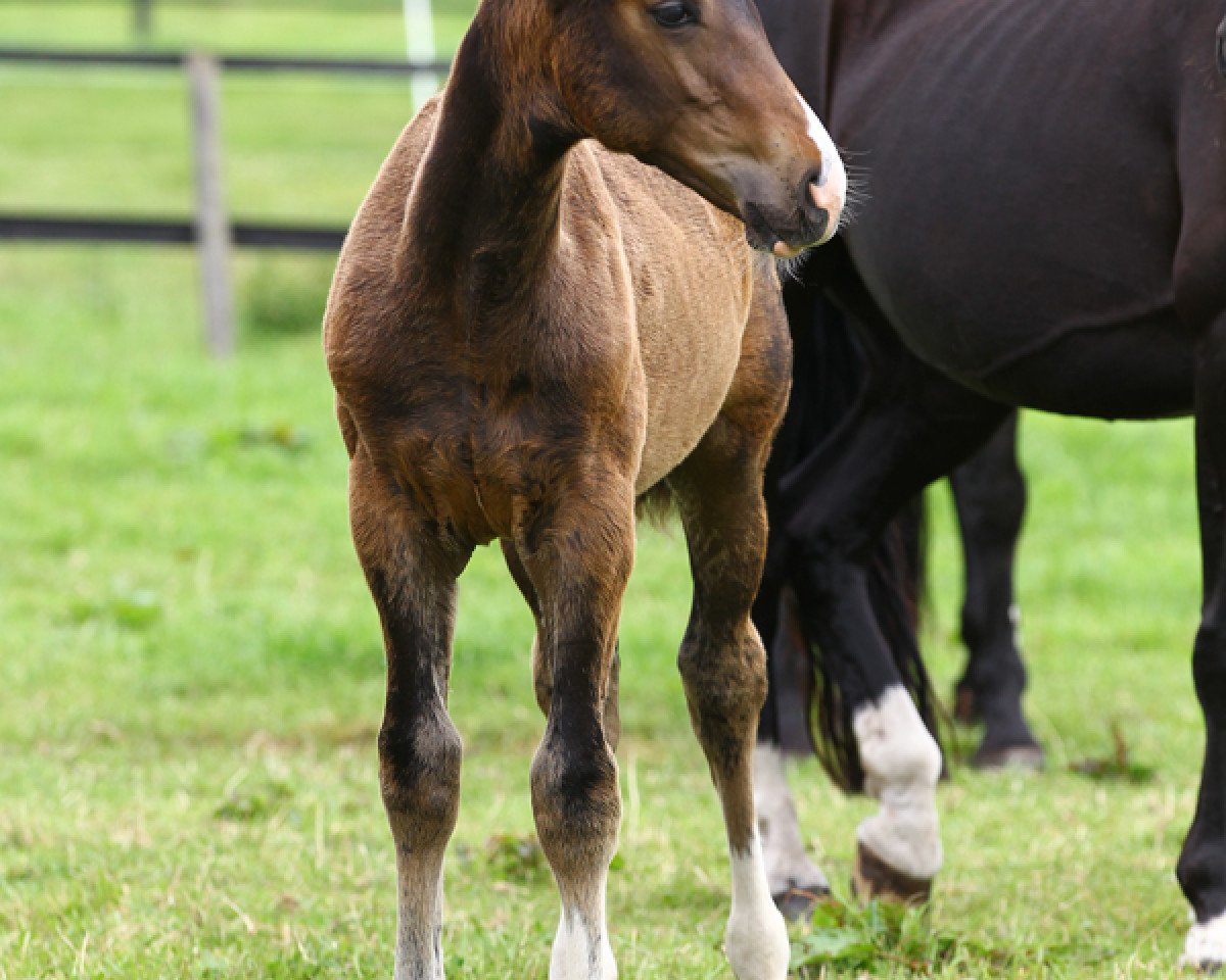 jumper Finlay Edition (Hanoverian, 2012, from For Edition)
