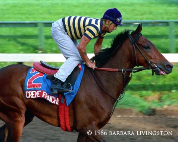 horse Creme Fraiche xx (Thoroughbred, 1982, from Rich Cream xx) horse Creme Fraiche xx (Thoroughbred, 1982, from Rich Cream xx)