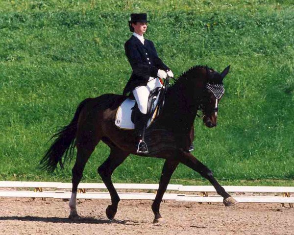 horse Angelo 177 (Hanoverian, 1989, from Akut)