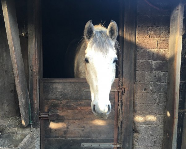 Pferd Leon (Kleines deutsches Reitpferd, 2016, von Atleet)