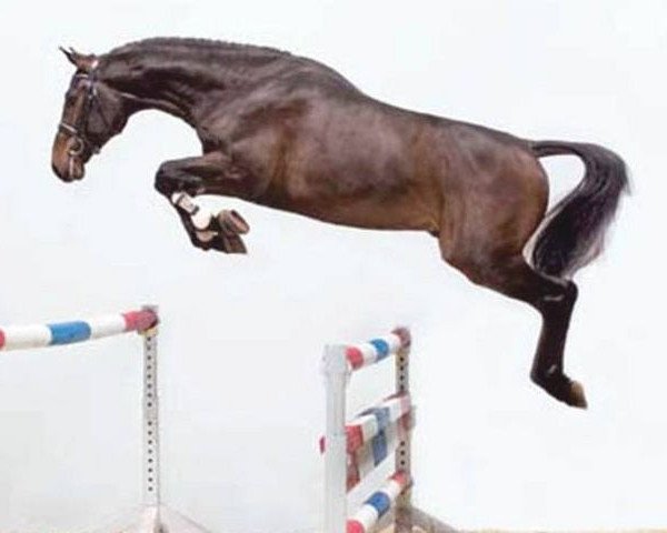 stallion Cariano (Holsteiner, 2006, from Caretino)