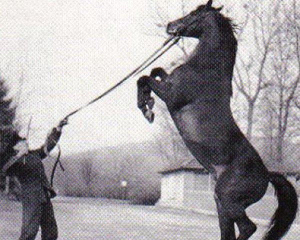 Deckhengst Ilex (Trakehner, 1965, von Anteil)