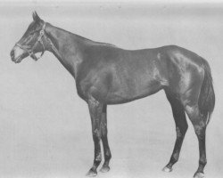 broodmare Regal Gleam xx (Thoroughbred, 1964, from Hail to Reason xx)
