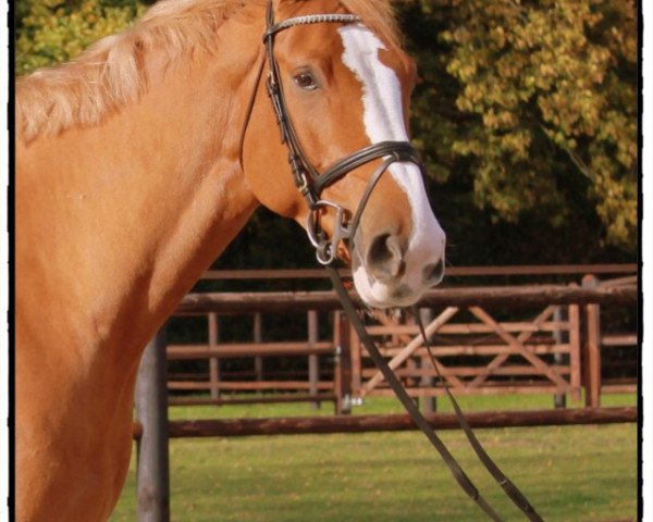 Springpferd Carljurgen (Westfale, 2008, von Carlando I)