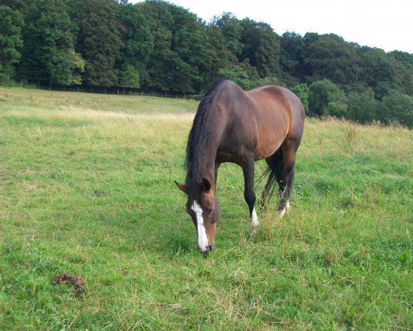 broodmare Donna (Hanoverian, 1986, from Donani)