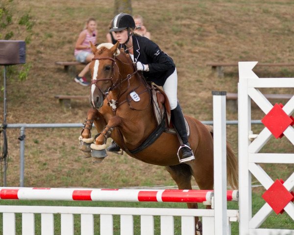 Springpferd Queen Nelly (unbekannt, 2008)