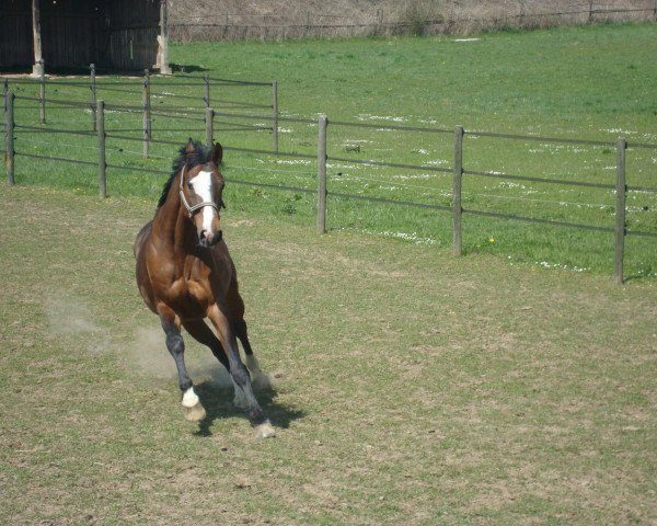 horse Hyggebos Ra Zhou (Danish Warmblood, 1994, from Royal Z I)