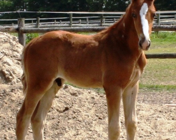 horse Scarpato (Hanoverian, 2013, from Scolari)