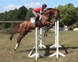 jumper Quintana F (Hanoverian, 2008, from Quicksilber)