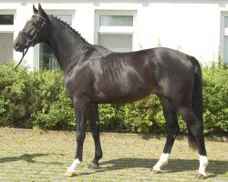 jumper Stolzenbergs little Bro (Hanoverian, 2010, from Stakkato)