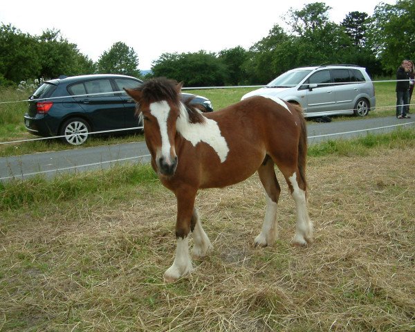 horse Thunder's surprice (Tinker-Mix / Pinto Tinker / Crossbreed, 2013, from Tyron) horse Thunder's surprice (Tinker-Mix / Pinto Tinker / Crossbreed, 2013, from Tyron)