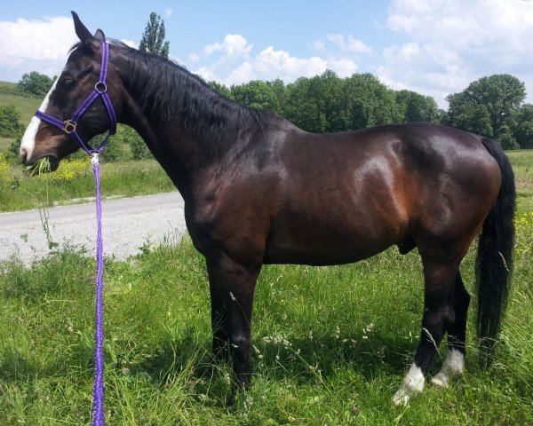 horse Romanello (Bavarian, 1997, from Ragazzo)