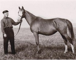 broodmare Knopka 1950 ox (Arabian purebred, 1950, from Korej 1939 ox)