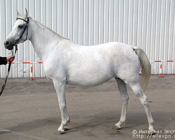 broodmare Dikusha 1985 ox (Arabian purebred, 1985, from Mascat 1976 ox)