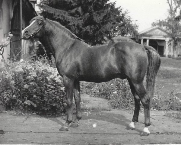 stallion Mustang 1974 ox (Arabian purebred, 1974, from Nabeg 1966 ox)
