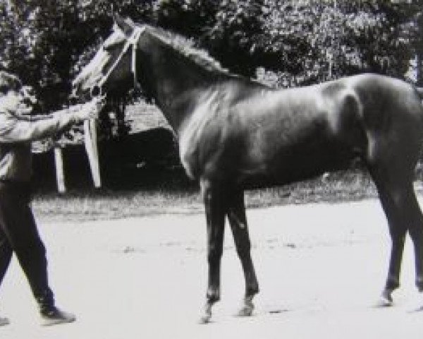 broodmare Panorama 1988 ox (Arabian purebred, 1988, from Mustang 1974 ox)