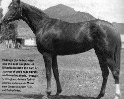 broodmare Podruga ox (Arabian purebred, 1951, from Priboj 1944 ox)