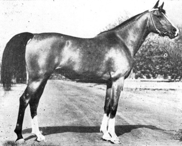 Zuchtstute Palba 1861 ox (Vollblutaraber, 1961, von Arax 1952 ox) Zuchtstute Palba 1861 ox (Vollblutaraber, 1961, von Arax 1952 ox)