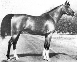 broodmare Palba 1861 ox (Arabian purebred, 1961, from Arax 1952 ox)