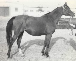 broodmare Pliaska 1969 ox (Arabian purebred, 1969, from Lak 1960 ox)