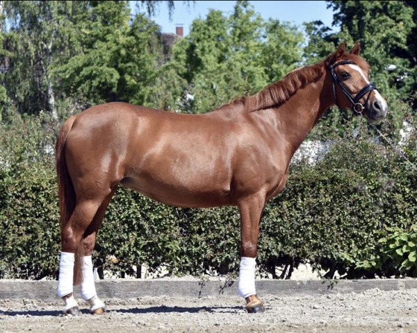 broodmare Halinka 18 (German Riding Pony, 2009, from Halenkino)