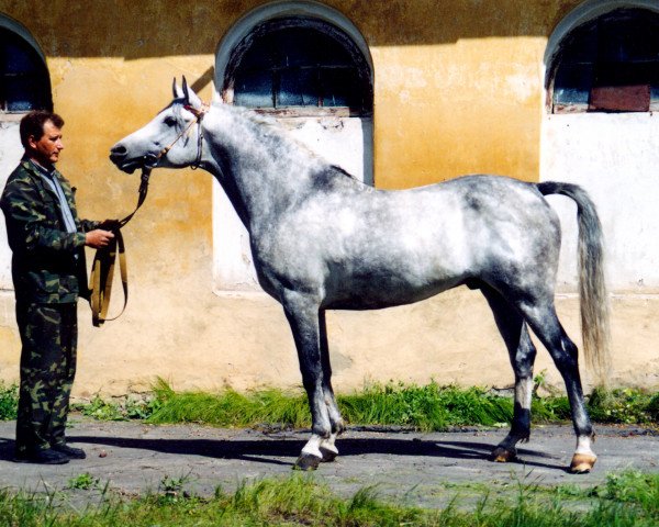 stallion Akcent 1995 ox (Arabian purebred, 1995, from Kapitolij 1976 ox)