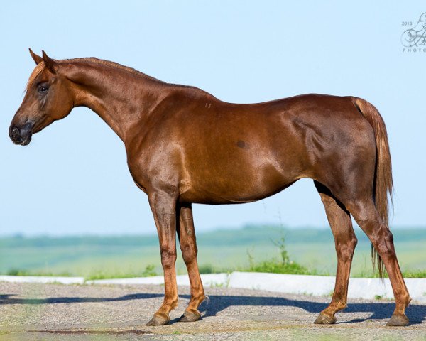 broodmare Petarda 2007 ox (Arabian purebred, 2007, from Akcent 1995 ox)