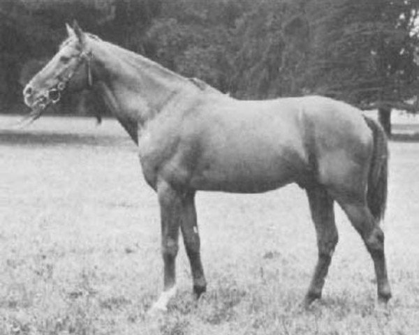 stallion Djerba Oua ox (Arabian purebred, 1946, from Dragon ox)