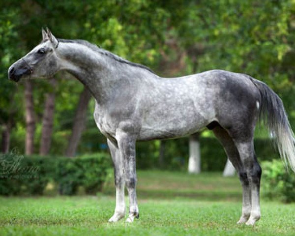 stallion Vasilij 2007 ox (Arabian purebred, 2007, from Prince d'Orient 1996 ox) stallion Vasilij 2007 ox (Arabian purebred, 2007, from Prince d'Orient 1996 ox)