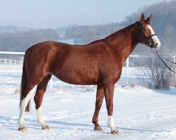 broodmare Granda (Slovakian Warmblood, 2001, from Graf Czech)