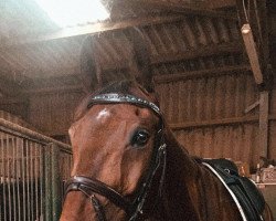 dressage horse Gismo 680 (Thuringia, 2008, from Unbekannt)