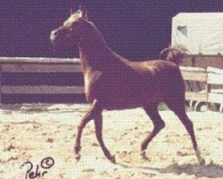 broodmare Nevada II 1955 ox (Arabian purebred, 1955, from Djanor ox)
