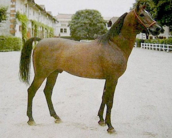 Deckhengst Cheri Bibi 1975 ox (Vollblutaraber, 1975, von Baroud III 1969 ox) Deckhengst Cheri Bibi 1975 ox (Vollblutaraber, 1975, von Baroud III 1969 ox)