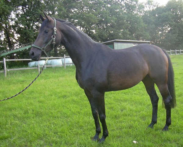 horse Iskaja (Westphalian, 2009, from Insterburg TSF)