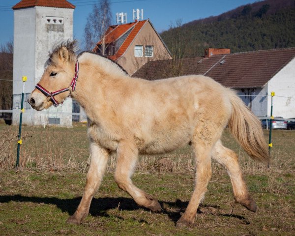 Pferd Simah (Fjordpferd, 2021, von Kelvin)