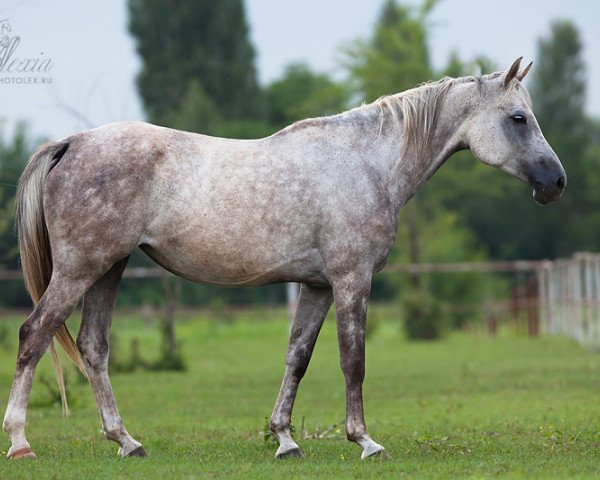 broodmare Vestfalia 2005 ox (Arabian purebred, 2005, from Marwan I ox)