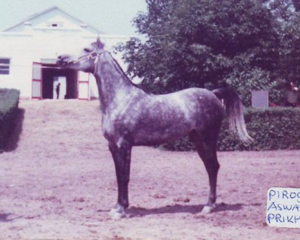 broodmare Piroga 1979 ox (Arabian purebred, 1979, from Aswan 1958 EAO)