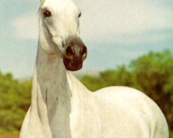 broodmare Pena 1973 ox (Arabian purebred, 1973, from Aswan 1958 EAO)