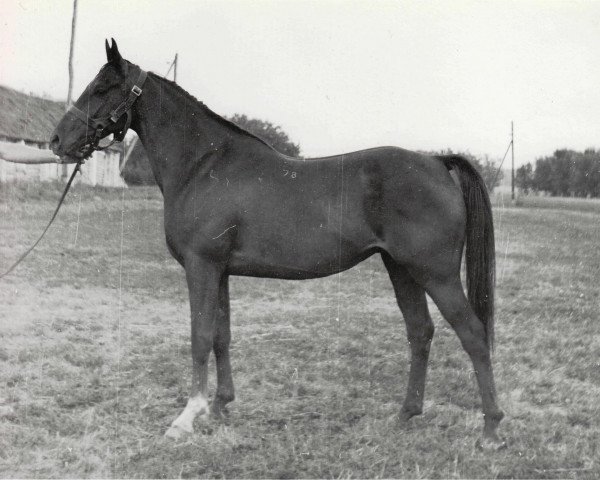 broodmare Pannochka 1978 ox (Arabian purebred, 1978, from Nazeeh EAO)